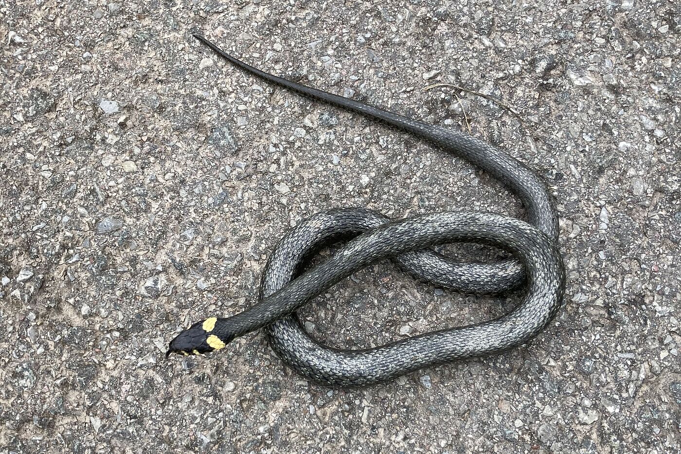 Ringelnatter auf Radweg