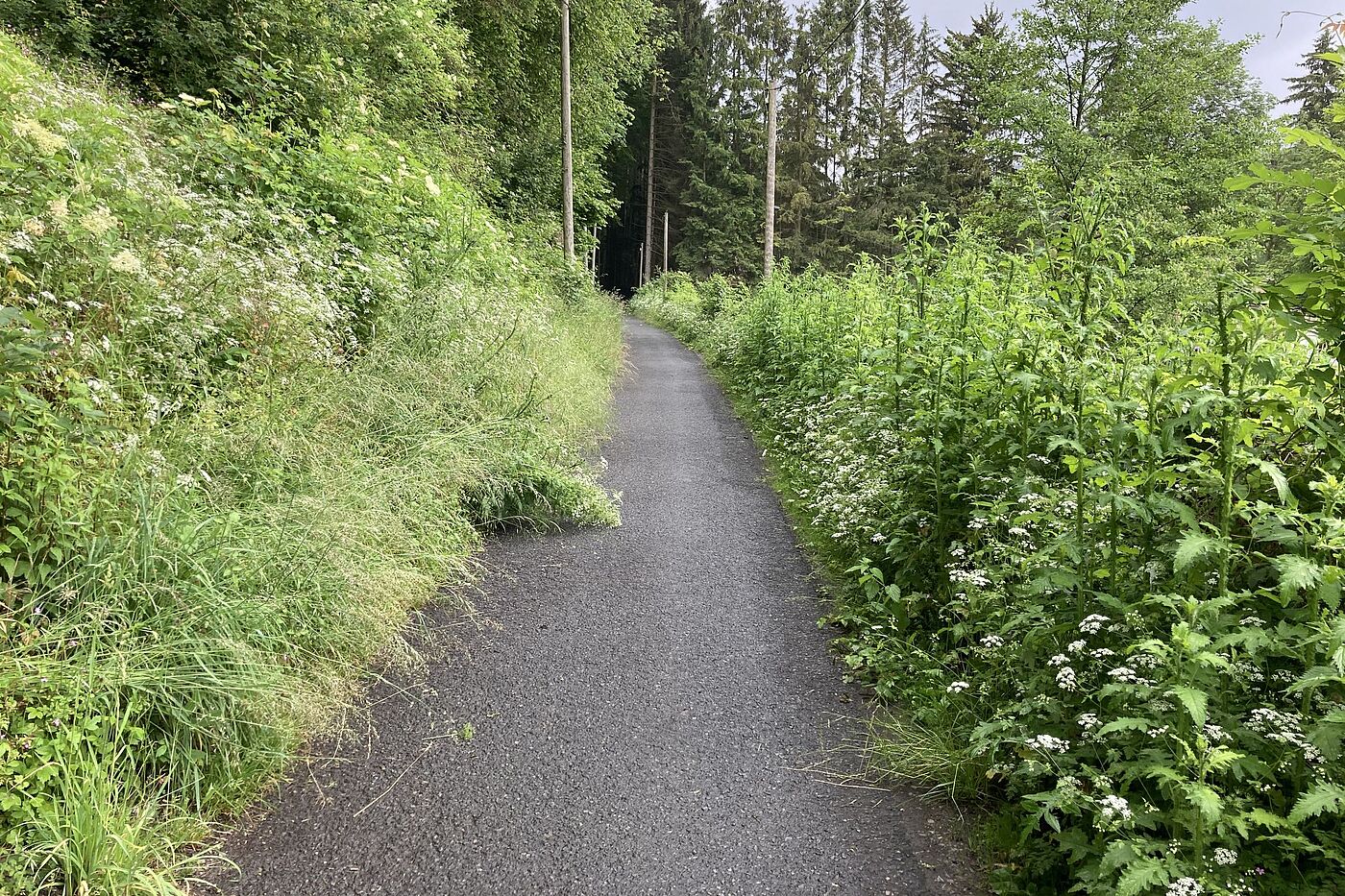 Bewuchs im Bereich des Radweges